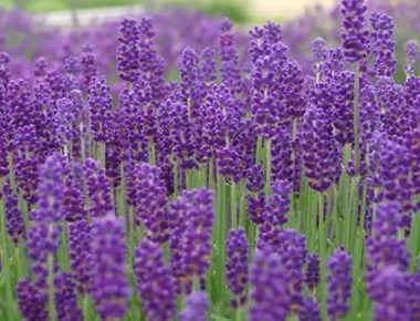 Τα 10 φυτά που διώχνουν τα κουνούπια